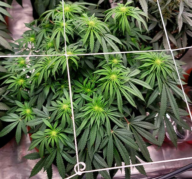 Развитие куста Power Plant X Начало цветения Power Plant X