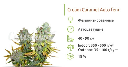 Cream Caramel Auto от Sweet Seeds