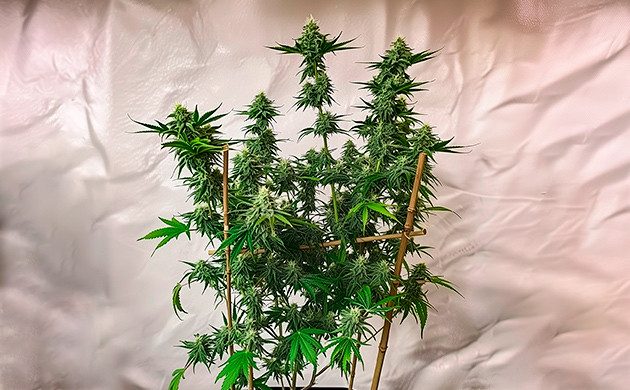 Подпорки и подвязка марихуаны на стадии цветения