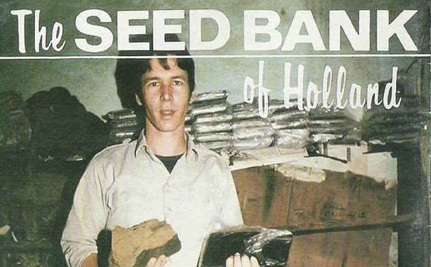 Как Northern Lights стал популярным