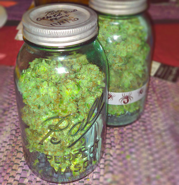 Урожай конопли в банке