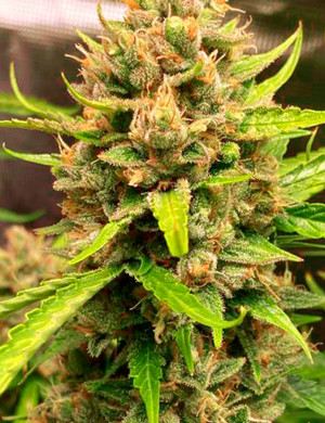 Трихомы на 10 неделе Молочные трихомы на шишках