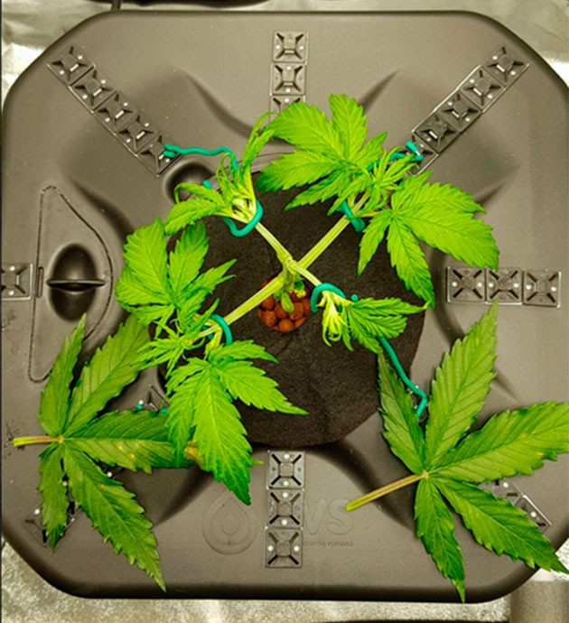 Растяжка ветвей и обрезка листьев куста