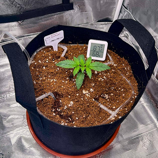 Оптимальные условия: баланс света, влаги и воздуха Конопля на 2 неделе роста