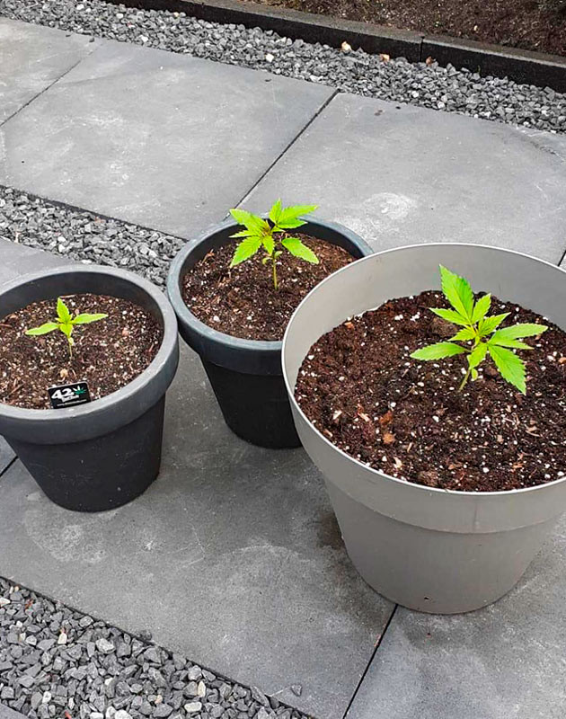 Растишки Guava Auto от FastBuds на 3 неделе