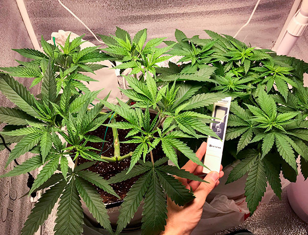 Тренировка растения LSD