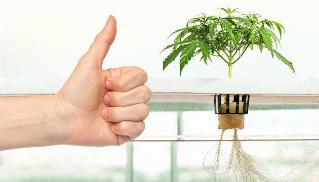 Выращивание конопли на гидропонике Гидропоника и конопля