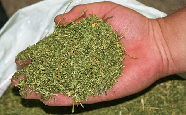 Измельчение бутонов конопли руками