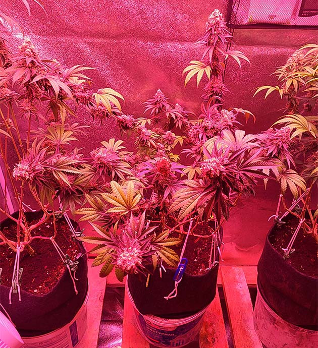 Увеличение шишек конопли Образование трихом у каннабиса