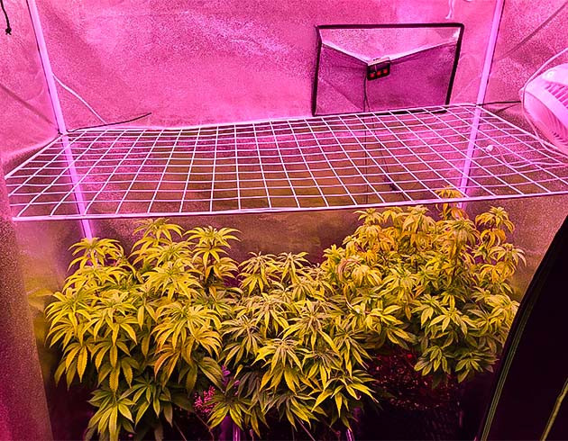 Moonshine Cookies под сеткой ScrOG