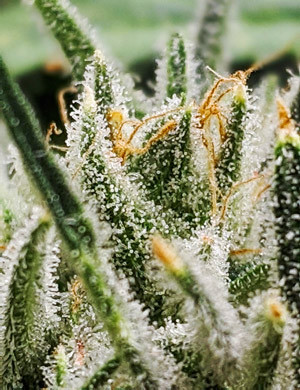 Выполнение промывки конопли Girl Scout Cookies auto fem на 11 неделе выращивания Янтарные трихомы Girl Scout Cookies auto fem