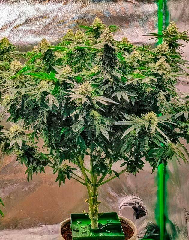 Куст 50 Dragons на 11 неделе выращивания