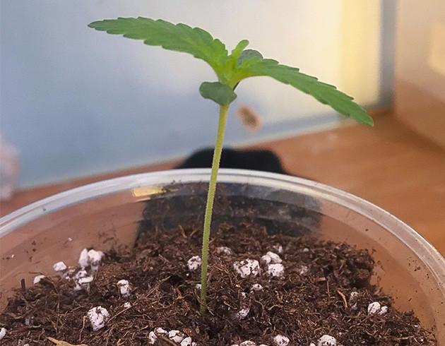 Проращивание Strawberry Amnesia