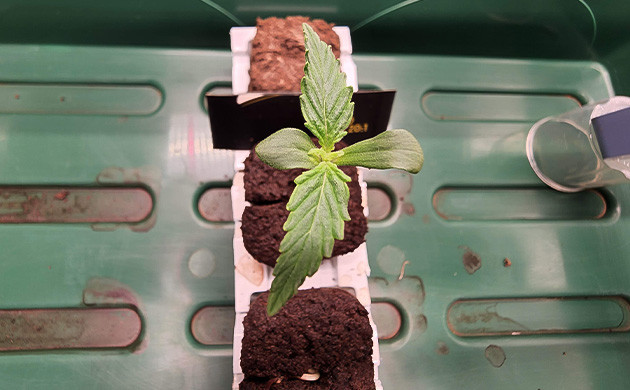 Росток CBD Auto 20:1