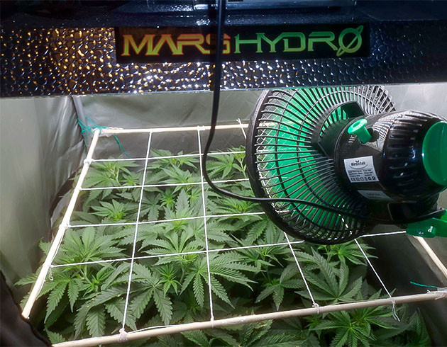 Тренировка растения Bruce Banner #3 Fast