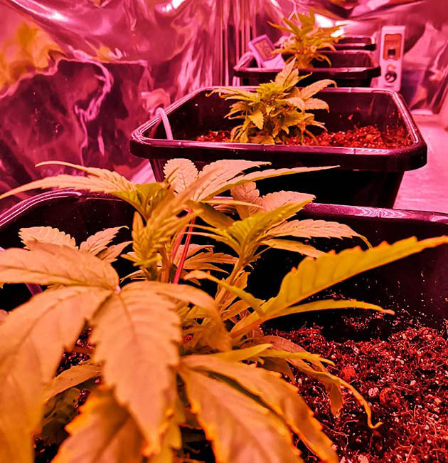 Засохшие нижние листья куста