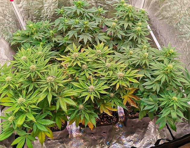 Продолжение полива и ухудшение состояния растений Cream Caramel Auto: желтеющие листья и засыхание