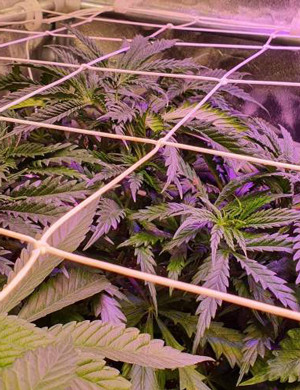 Установка сетки ScrOG Натянутая сетка ScrOG над кустами