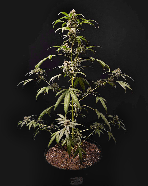 Amnesia Zkittlez Auto: увеличение массы и объема соцветий