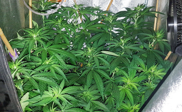 Кусты ростом 60 см