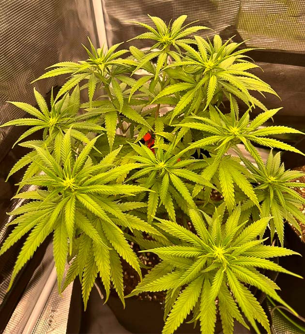 Куст Candy Store RBX на 10 неделе выращивания