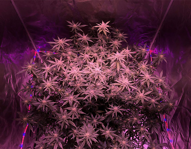 Blueberry Muffin: сильный запах черники