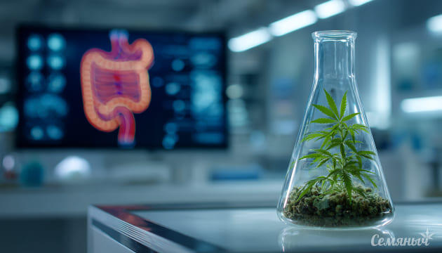 ВОЗ включила синдром каннабиноидной гиперемезии (СКГ) в перечень признанных заболеваний ВОЗ включила в список недугов болезнь курильщиков марихуаны