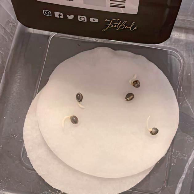 Проращивание сорта Cherry Cola Auto