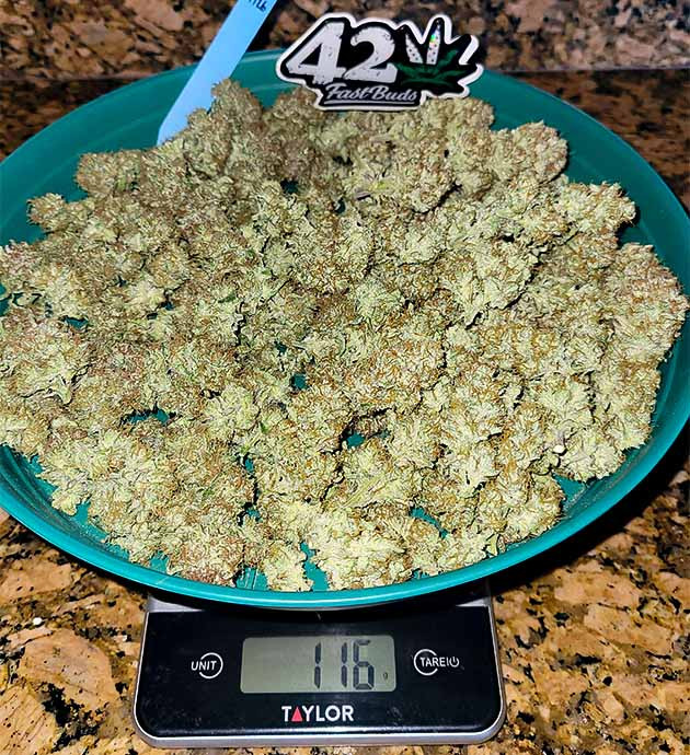 Плотные шишки и уникальный эффект Apricot Auto