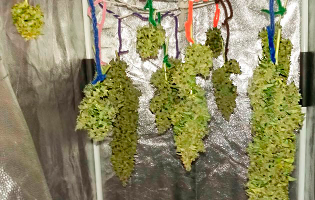 Итоговый результат выращивания сорта Critical XXL Auto