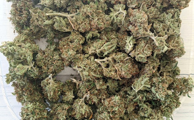 Урожай шишек Girl Scout Cookies auto fem Собранный урожай Girl Scout Cookies auto fem