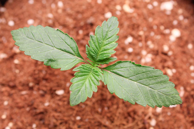 Росток Orange Apricot Glue XL Auto ростом 7 см