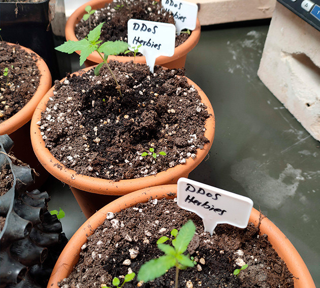 Ростки каннабиса в трехлитровых горшках