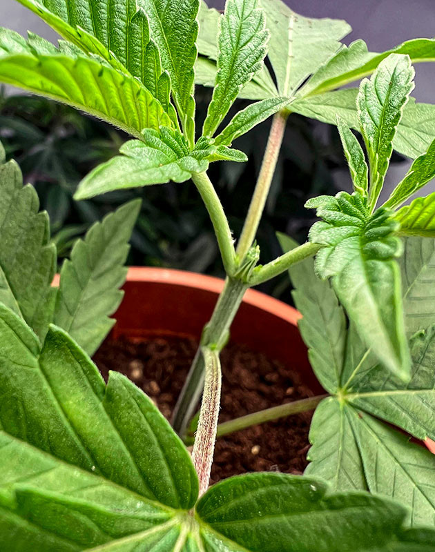 Куст Marshmallow OG от Compound Genetics на 4 неделе