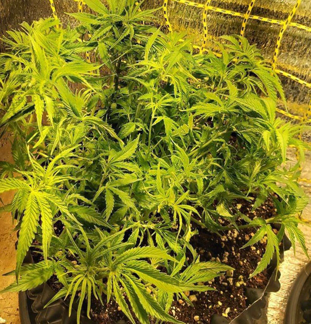 Стрижка боковых листьев