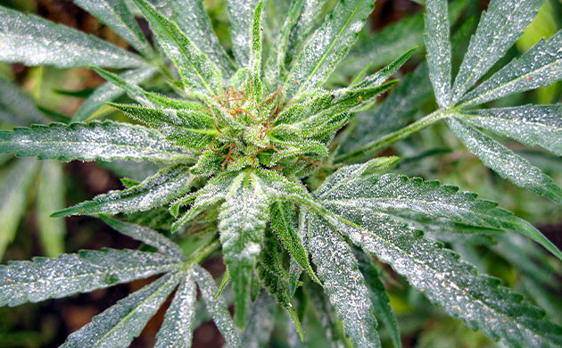 Белый налет на каннабисе