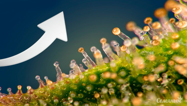 Увеличение числа трихом каннабиса