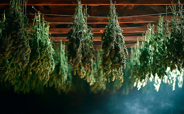 Подвешивание – метод сушки конопли