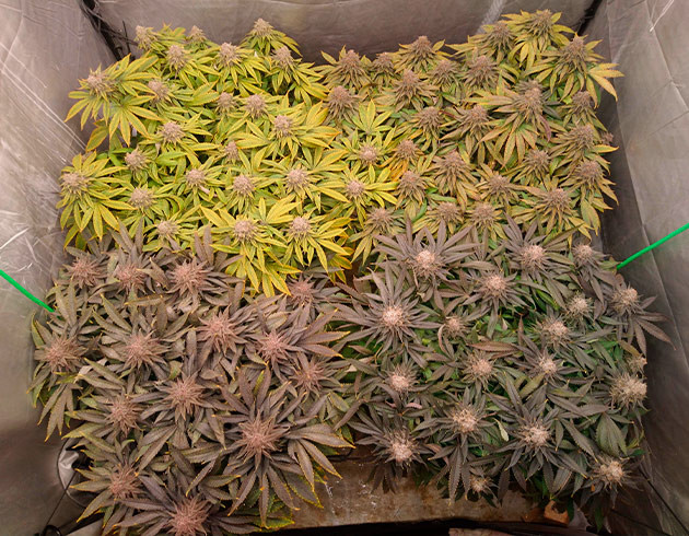 Разлитие оттенков кустов Четыре куста конопли разного цвета листьев