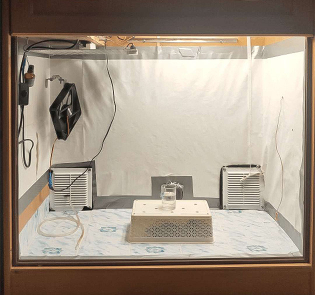 Проращивание семян сорта Glue Sherbert от AlphaFem