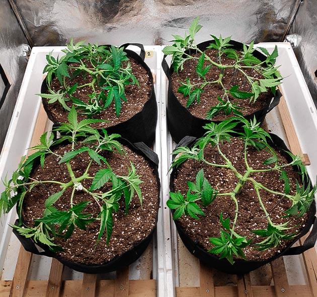 Большая дефолиация и суперкроппинг на 7 неделе выращивания Кусты конопли после обрезки листьев