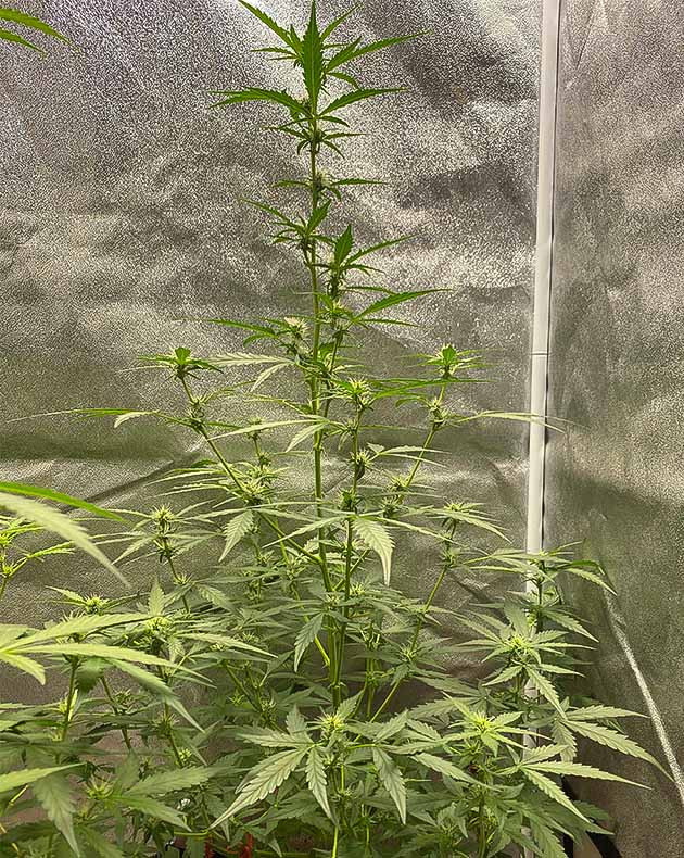 Стимуляция цветения сорта Banana Purple Punch Auto Перевод на цветение растения Banana Purple Punch Auto