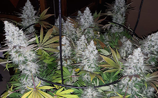 Финальная неделя выращивания Пожелтевшие листья конопли