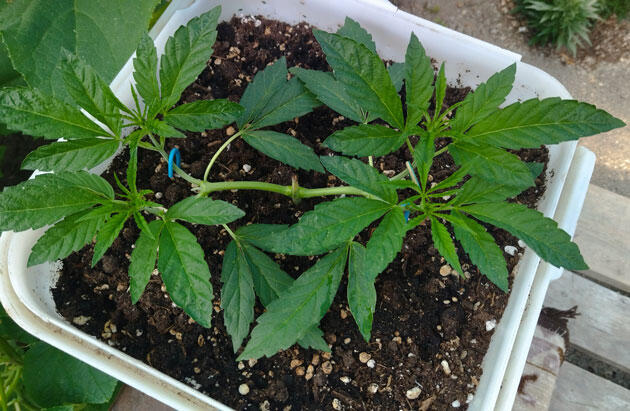 Пышный куст каннабиса в активной фазе роста