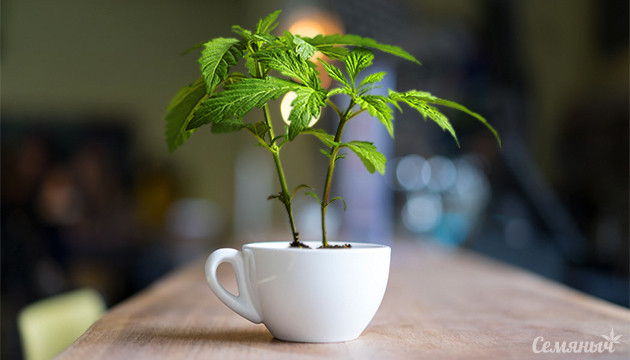 Куст марихуаны в чашке