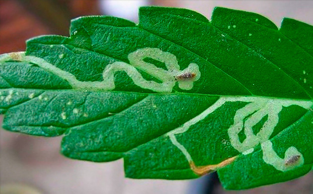 Личинки внутри листа