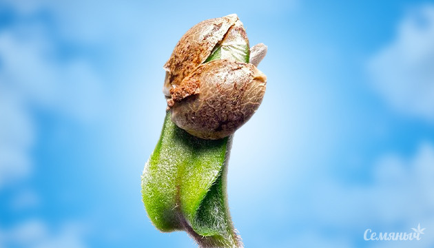 Росток в каске