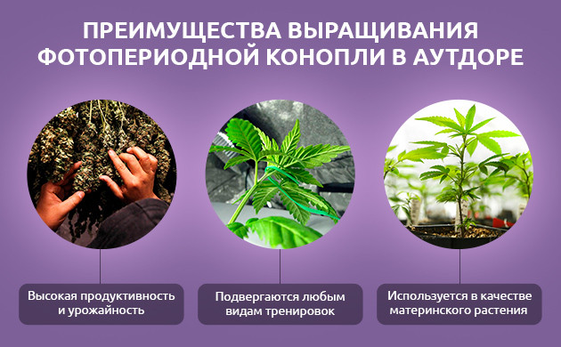 Преимущества выращивания фотопериодной конопли Фотопериодные сорта: выбор для большого урожая
