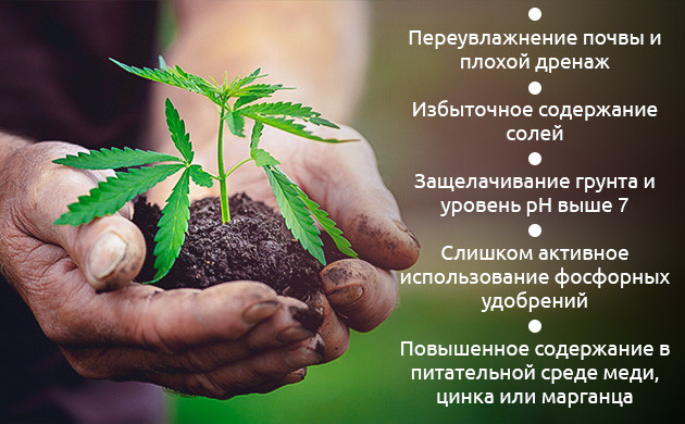 Причины нехватки железа у конопли