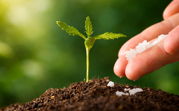 Рекомендации по подкормке каннабиса Внесение удобрений для конопли в аутдоре